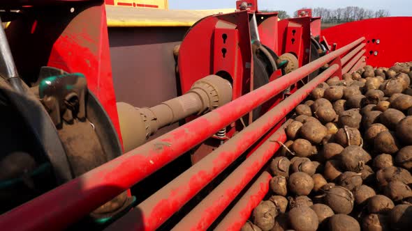 Close-up, Lots of Potato Tubers in Tractor for Planting. Special Mechanism Picks Up Potatoes and