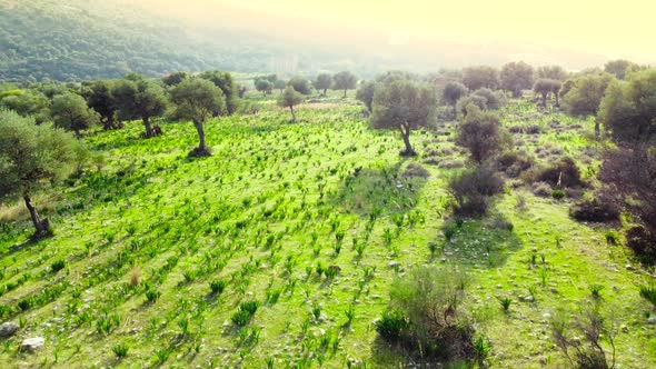 Mediterranean Landscape Drone Slowly Flying Through Olive Trees Beautiful Nature View of Green Grove