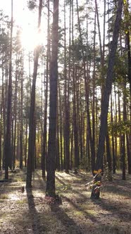 Vertical Video Autumn Forest with Trees By Day