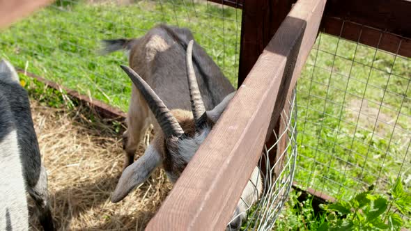 Little Girl Feeds Grass to a Goat in a Corral