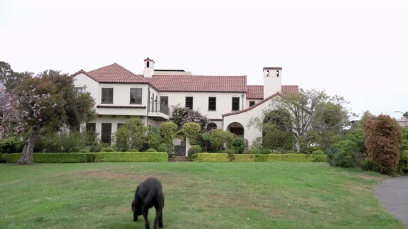 Beautiful houses in the park and a black dog passing by