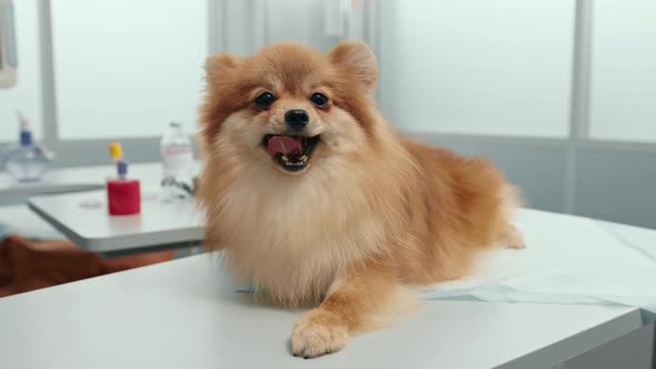 Doctor conducts an examination of the ears of the health of a spitz puppy dog in a veterinary