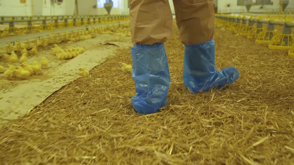 Unrecognizable Farmer Walks in Poultry Farm for Checking Process