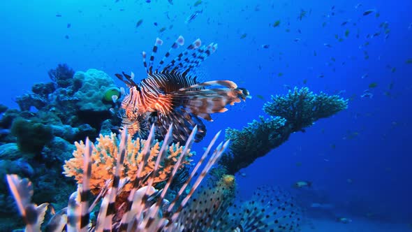 Underwater Lion Fish