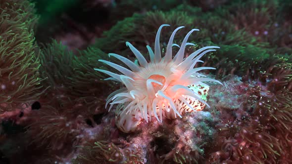 Wide angle of bright orange sea anemone on coral reef in strong current