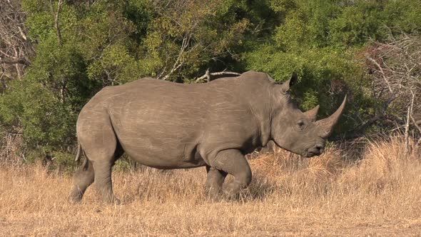 Southern white rhino walks and runs past others in African bushland
