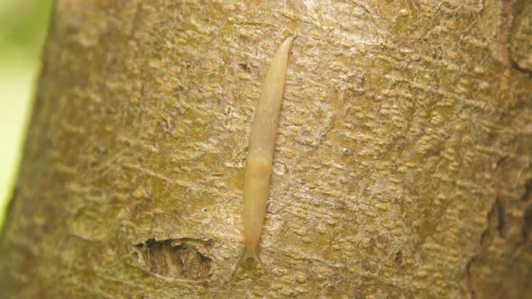 Gastropod Mollusk Crawls Along Tree Trunk Searching Food