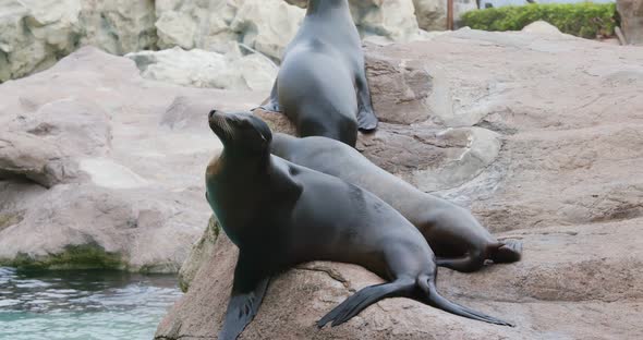 Sea lion on the rock