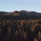 Flying Close Over The Tree Tops - VideoHive Item for Sale