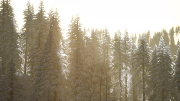 Aerial View of Forest During Cold Winter Morning