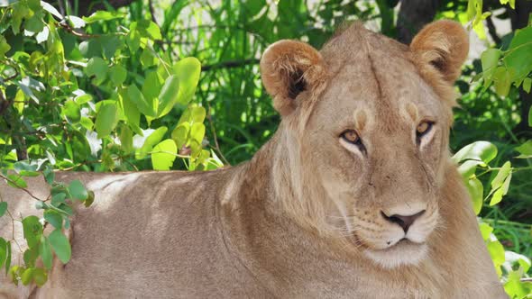 Young Adult Male Lion Resting, Powerful Lion Portrait, Botswana