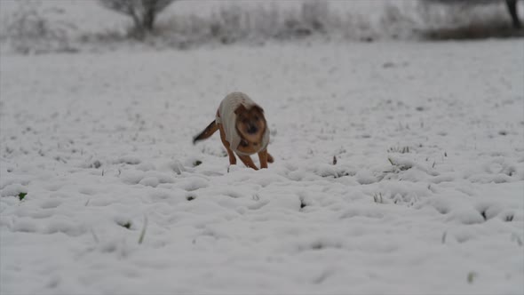 Happy puppy in winter nature. Dog