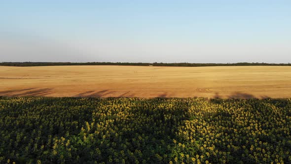 Flight from above over a field of sunflowers.