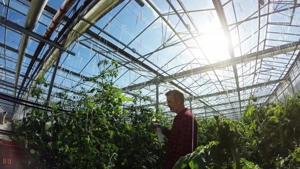 Greenhouse worker watering plants 4k