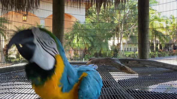 parrot in front of the camera, bird