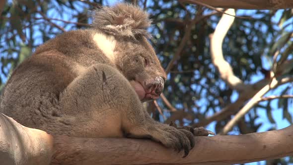 Koala yawning in a tree 