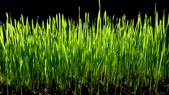 Green Wheat Sprouts