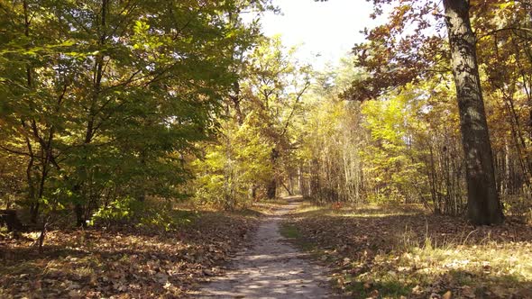 Forest with Trees in the Fall During the Day