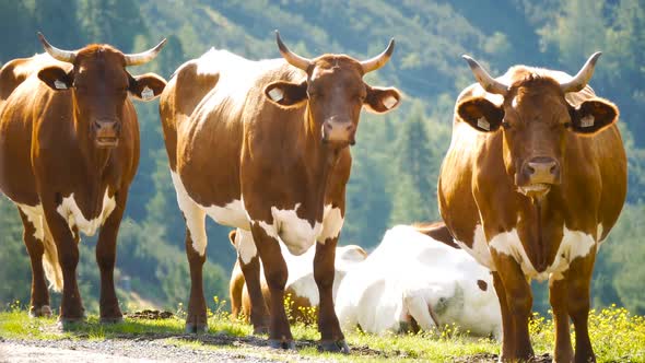 Cow Animal Alpine Forest Mountains Nature