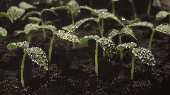 Seedlings of Cucumbers Watering Green Plants