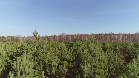 Aerial view of small pine trees in the field. 02