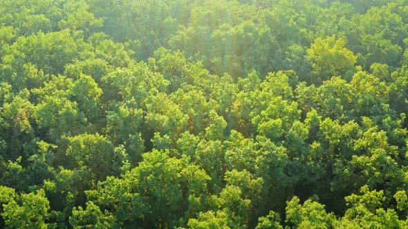 Green Woodland Overhead View of