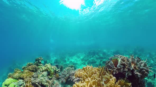 Coral Reef with Fish Underwater