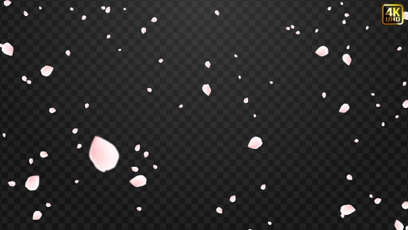 Sakura | Cherry Blossom alt