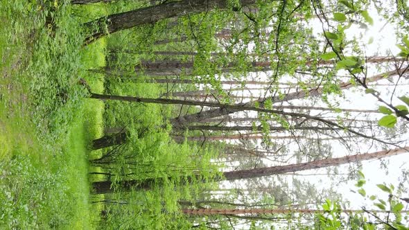 Vertical Video of a Forest with Pine Trees