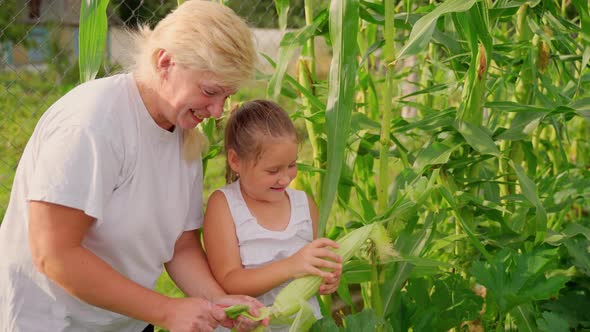 Grandmother and granddaughter inspect corn at garden outdoors. Females looking at vegetables