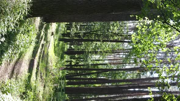 Vertical Video Aerial View Inside a Green Forest with Trees in Summer