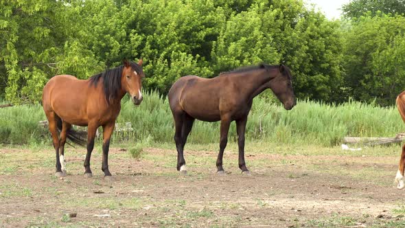 Young Horses on Stand on the Farm. Horses Stand Next To Each Other.