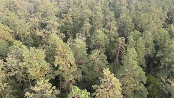 Aerial View of a Green Forest on a Summer Day