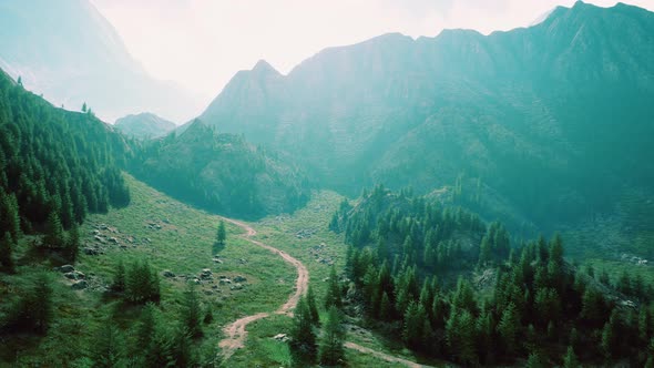 Aerial Top View of Summer Green Trees in Forest in Swiss Alps