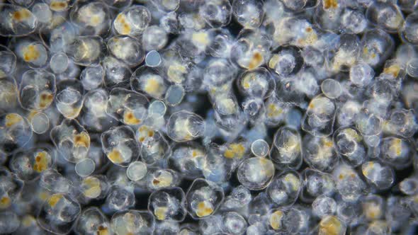 Colony of Rotifera Synchaeta sp. under a microscope, class Monogonta