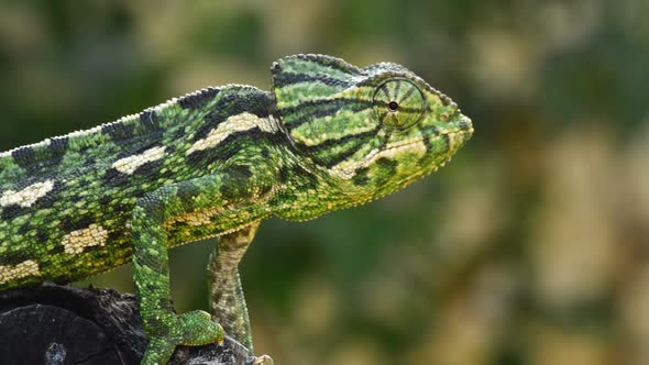 Chameleon Looking Around in a Branch