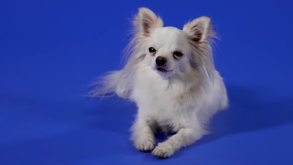 Charming White Chihuahua Posing in the Studio on a Blue Background