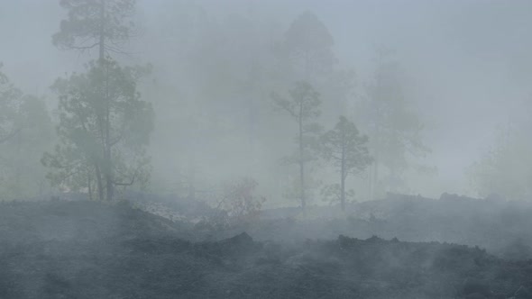 Heavy Smoke During a Forest Fire 