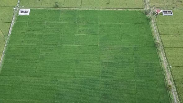 drone view of green rice paddies