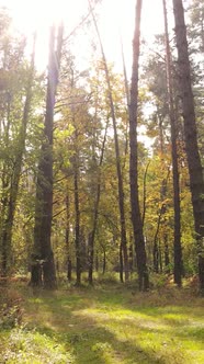 Vertical Video Forest with Trees in the Fall