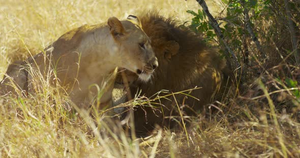 Lions resting and mating
