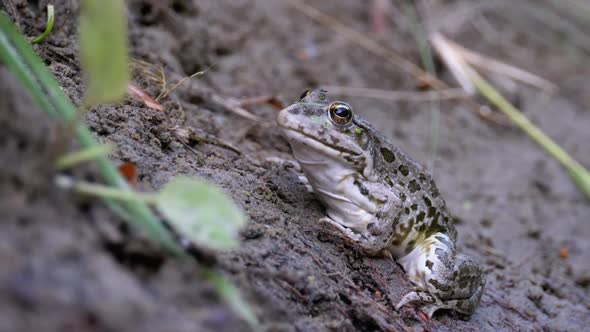 Frog Sits on Shore Near the River. Portrait of Green Toad Funny Looks at Camera