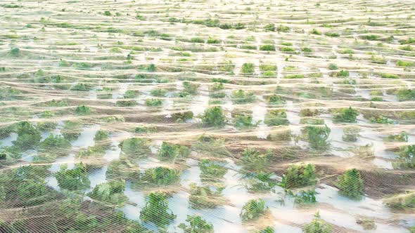 Aerial View on Field of Green Lettuce Crops