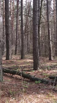 Vertical Video of the Pine Forest in the Afternoon