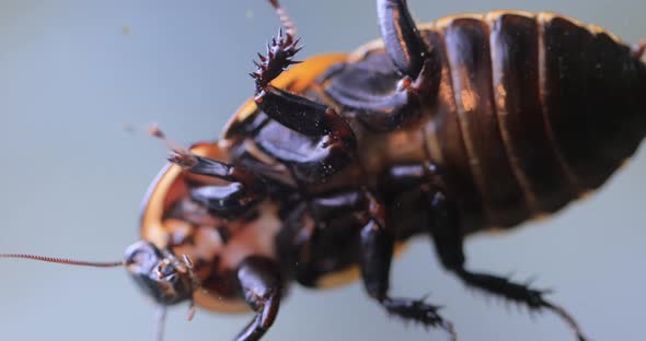 Cockroach Crawling on the Glass