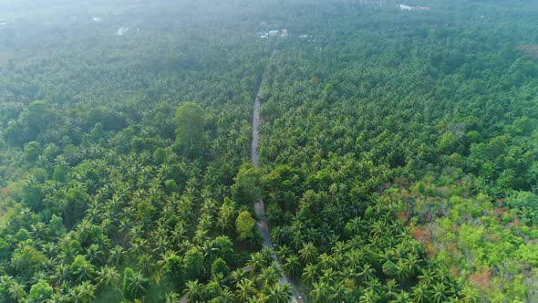 Epic Palm Tree Plantation Long Road Aerial View