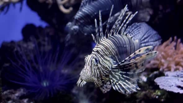 Red Lionfish (Pterois Volitans) Fish