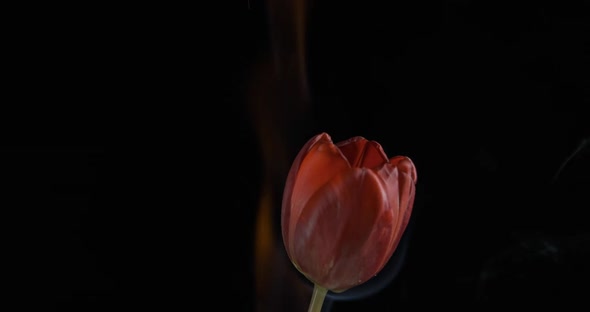 Burning flower.