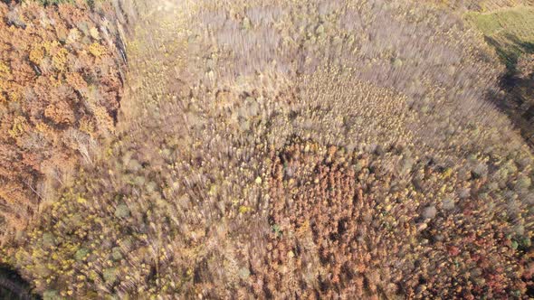 Aerial view of autumn forest landscape in sunny day. Travel and nature concept