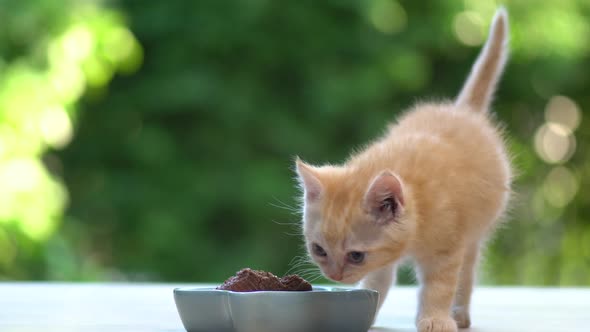 Cute Orange Kitten Eatting Cat Food From Bowl With Nature Background